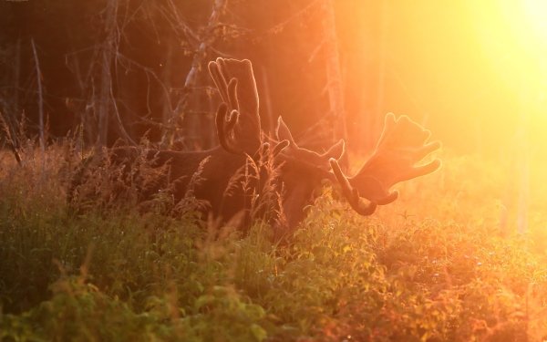 Animal Moose Sunlight Nature HD Wallpaper | Background Image