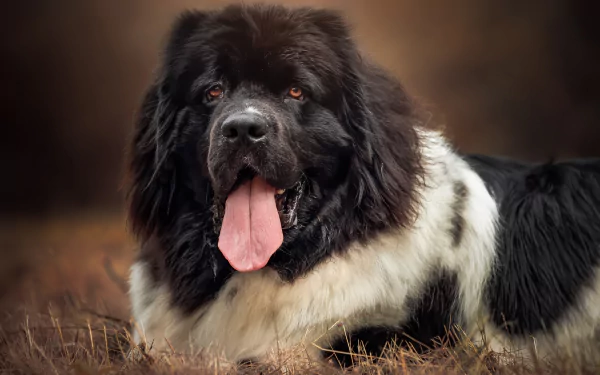 Majestic black-and-white Newfoundland dog close-up, broad muzzle and panting tongue; 2K Quad HD PC desktop wallpaper/background.