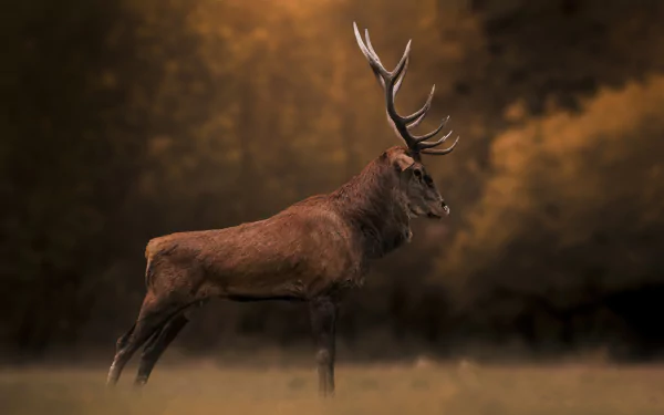 profile Animal deer HD Desktop Wallpaper | Background Image