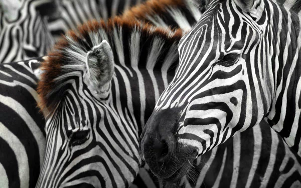 Close-up of zebras' black-and-white stripes and faces in crisp detail — 5K Ultra HD PC desktop wallpaper/background.