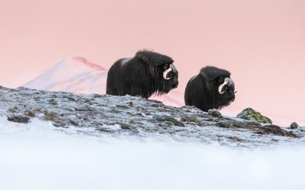 10+ Muskox HD Wallpapers | Background Images