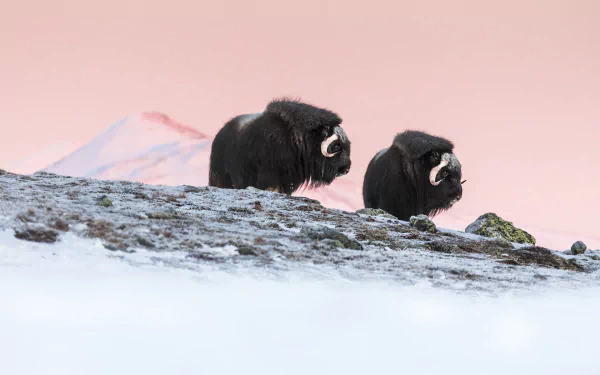 HD PC desktop wallpaper of two muskoxen (animal) on a snowy tundra at sunrise, with a pastel pink sky and a distant mountain.