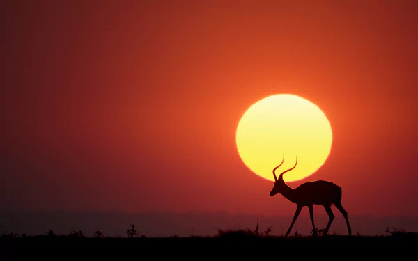 sunset silhouette sun Animal Impala HD Desktop Wallpaper | Background Image