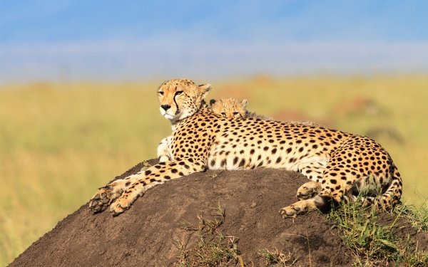 Animal Cheetah Cats Baby Animal Cub HD Wallpaper | Background Image
