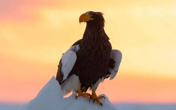 bird of prey eagle bird Animal Steller's Sea Eagle HD Desktop Wallpaper | Background Image