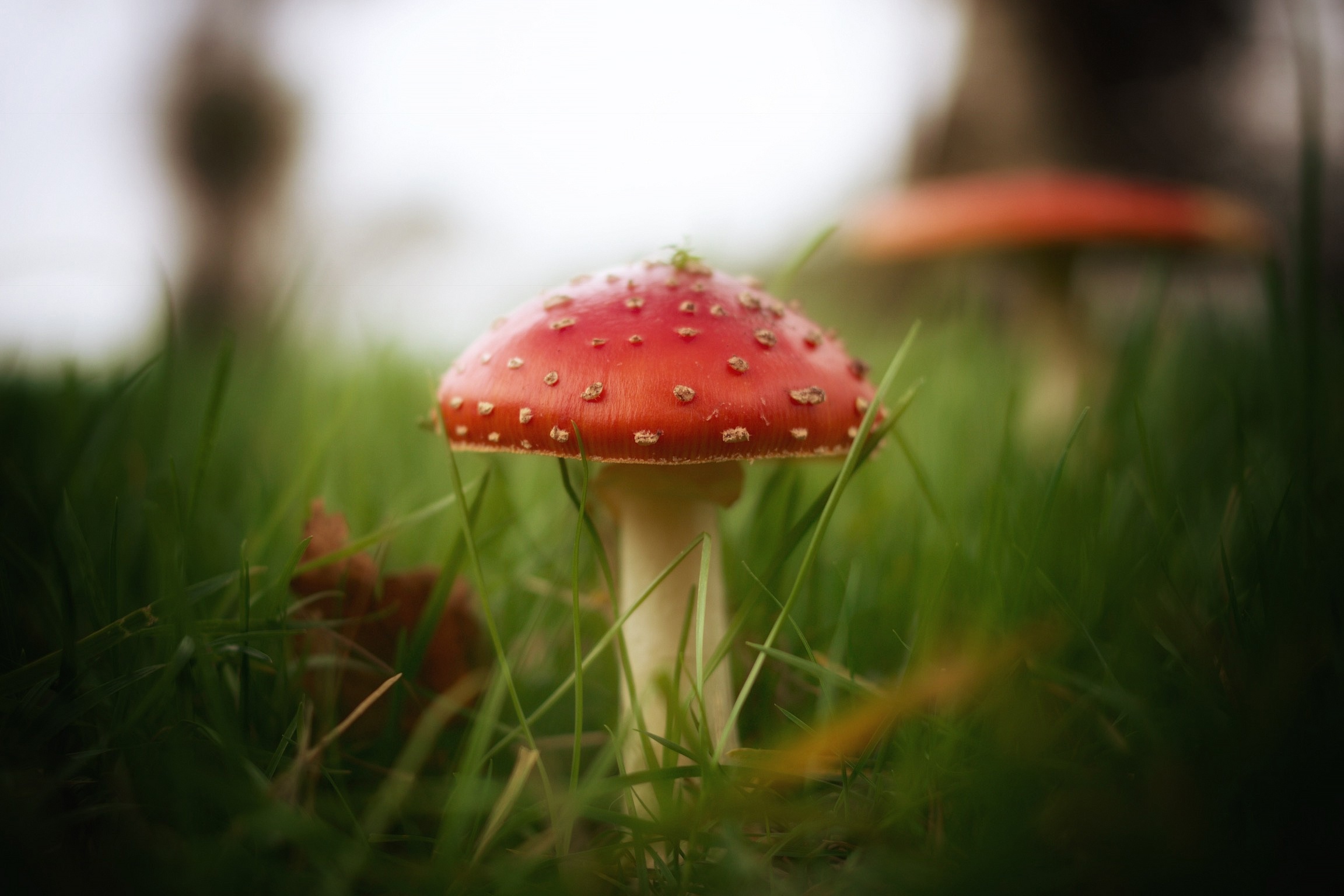 Download Nature Grass Mushroom HD Wallpaper