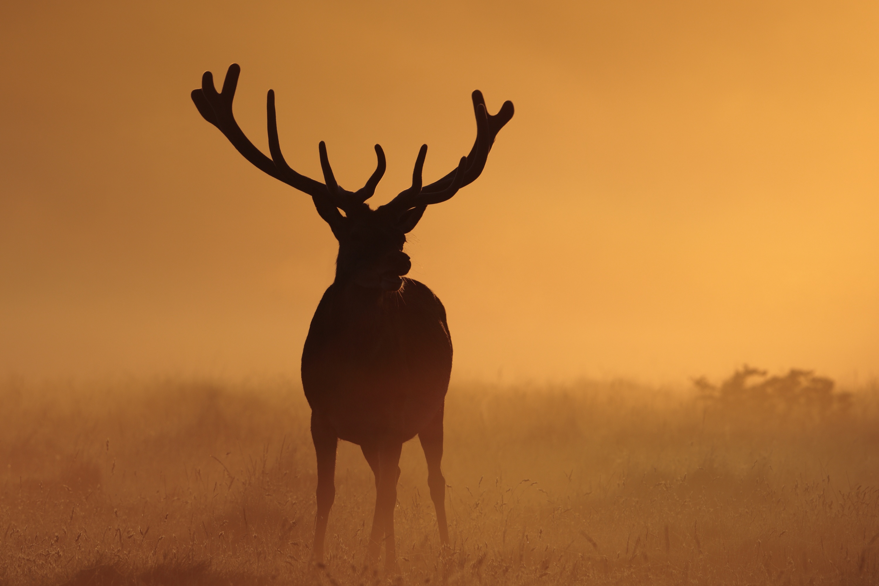 Deer HD Wallpaper