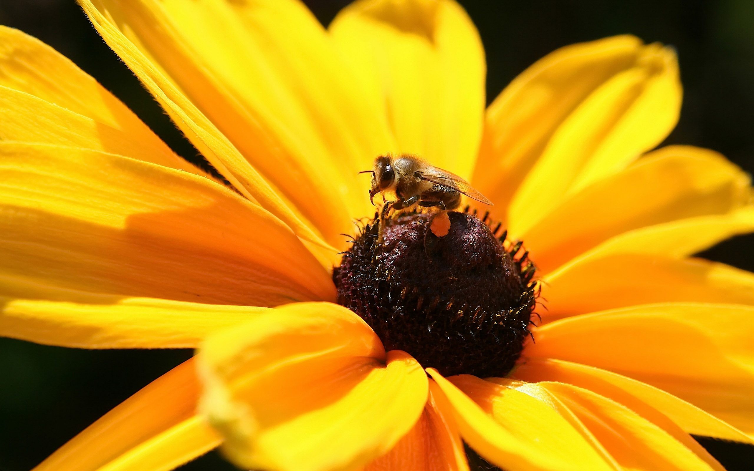 Gelbsucht: A beautiful bee on a yellow background, a vibrant and captivating composition.
