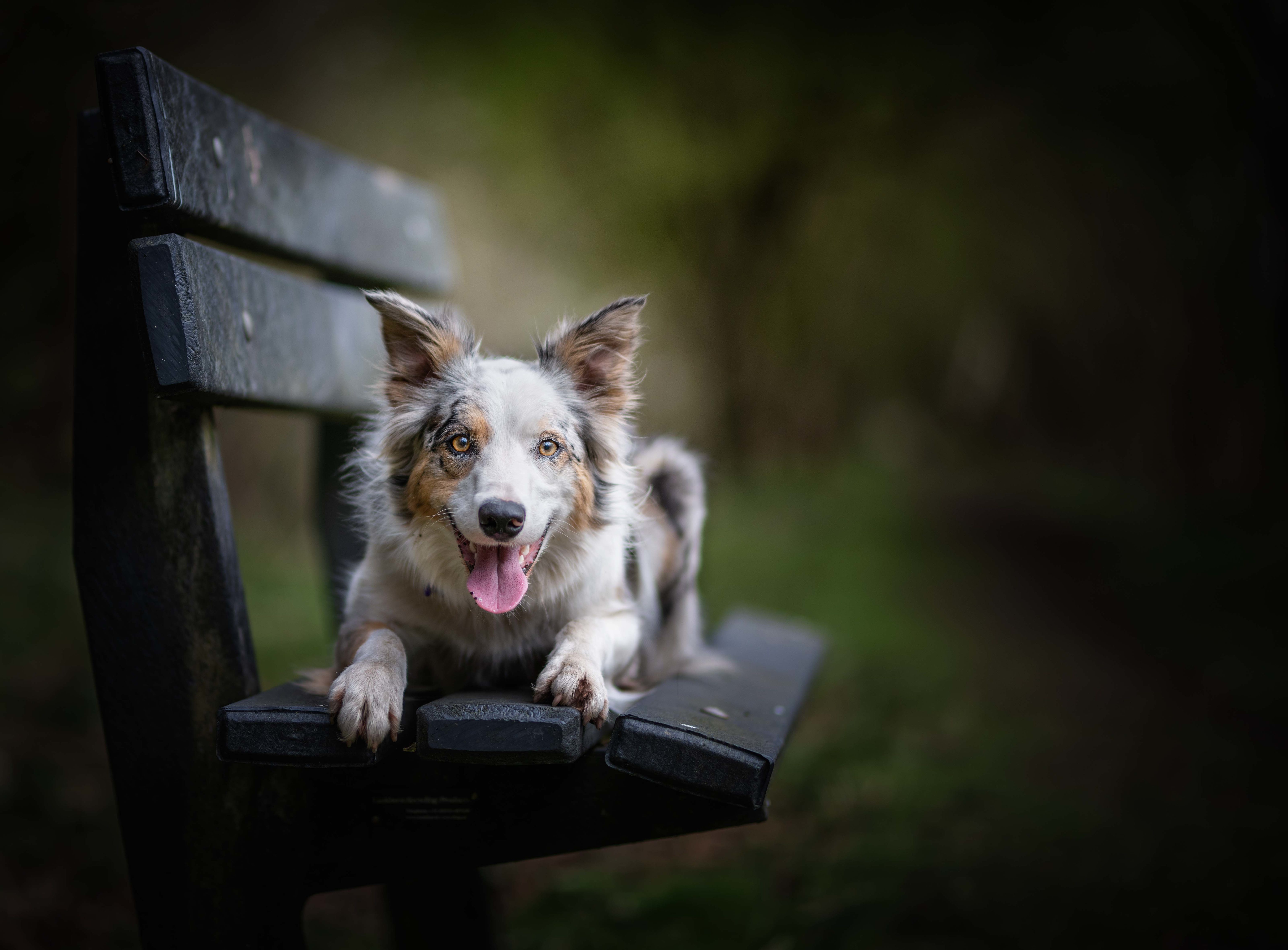 Dog 4k Ultra HD Wallpaper | Background Image | 6144x4534