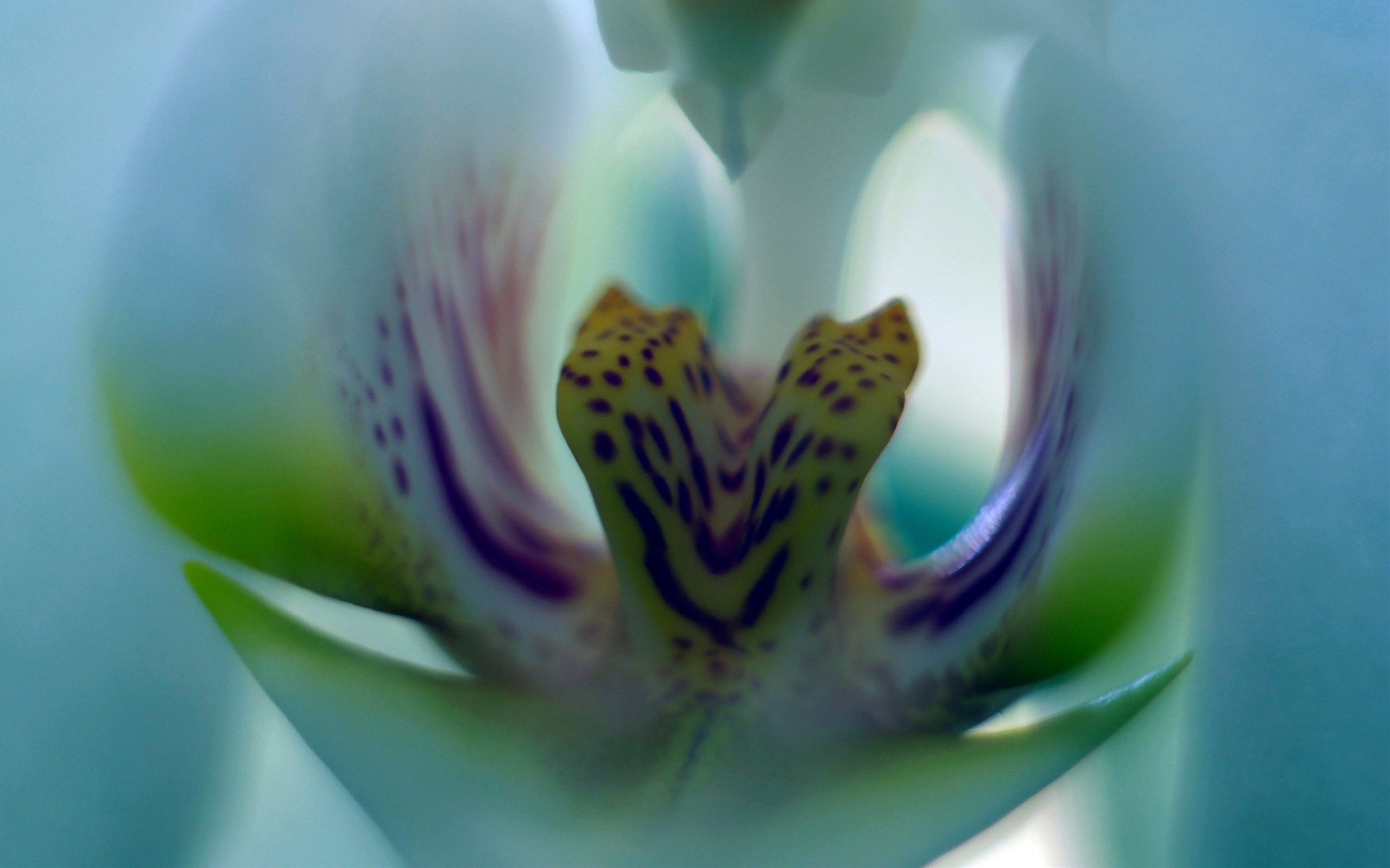 Nature's beauty captured in a vibrant orchid bloom - Orchidee desktop wallpaper