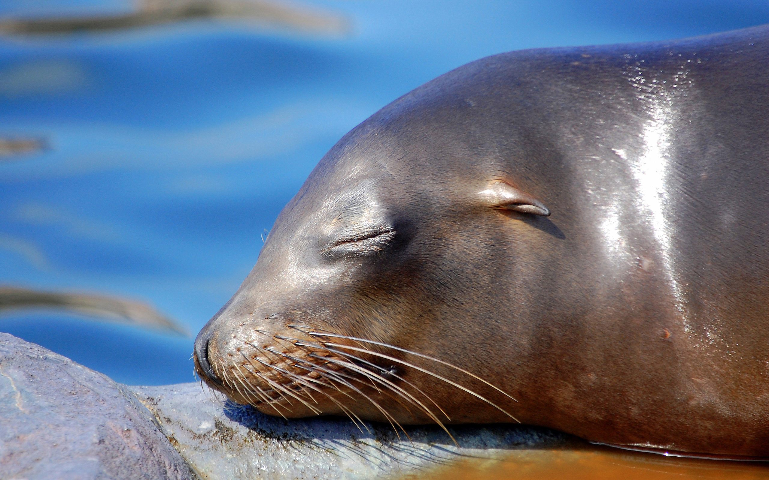 A cute animal, einnickerchen, a seal, peacefully resting.