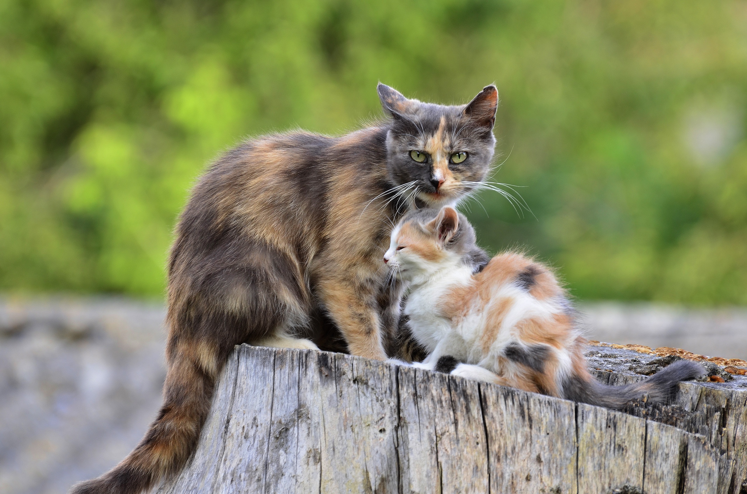 Мама котик. Кошка с котятами. Обои кошки. Мама кошка и котенок. Мама и кошки счастливы.