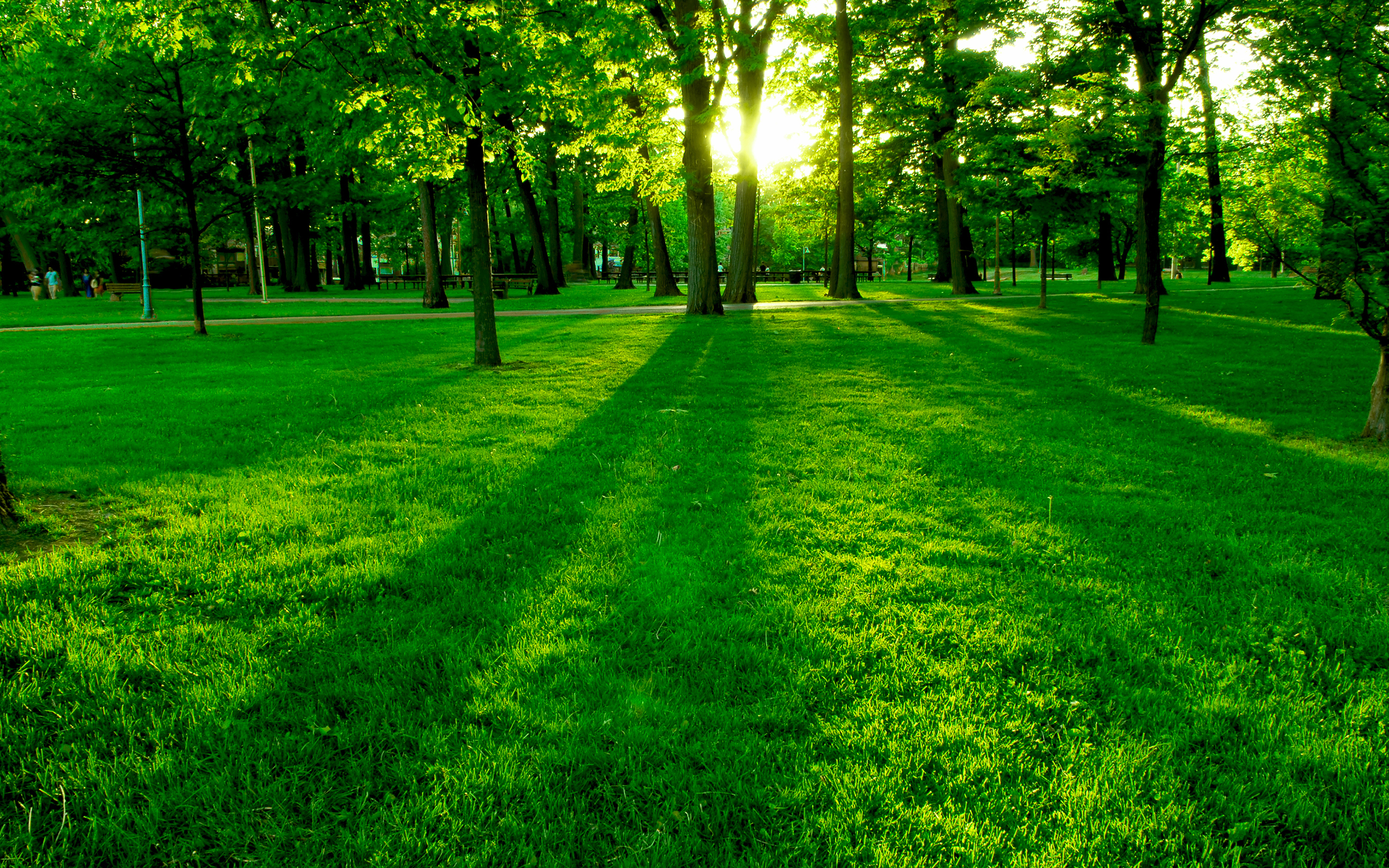 Scenic park at sunrise with lush green grass