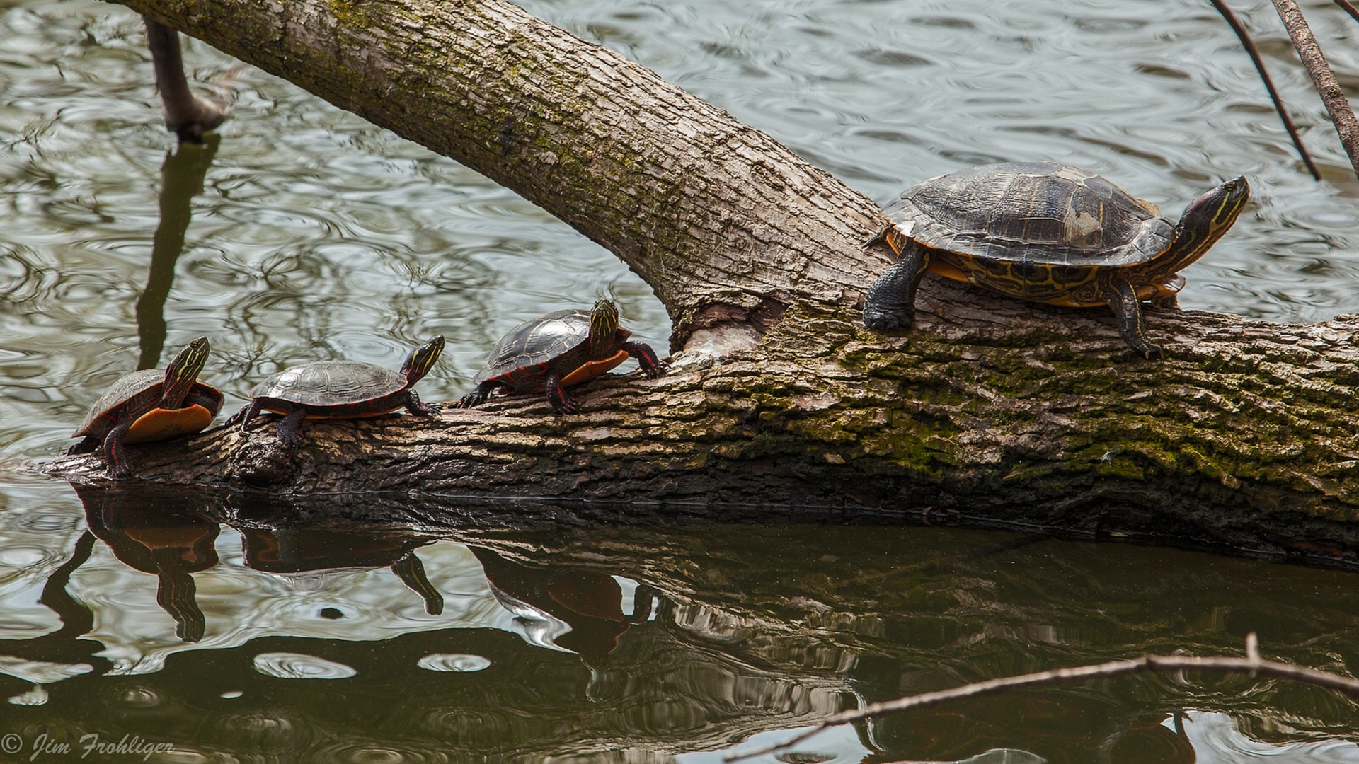 Animal Turtle HD Wallpaper | Background Image