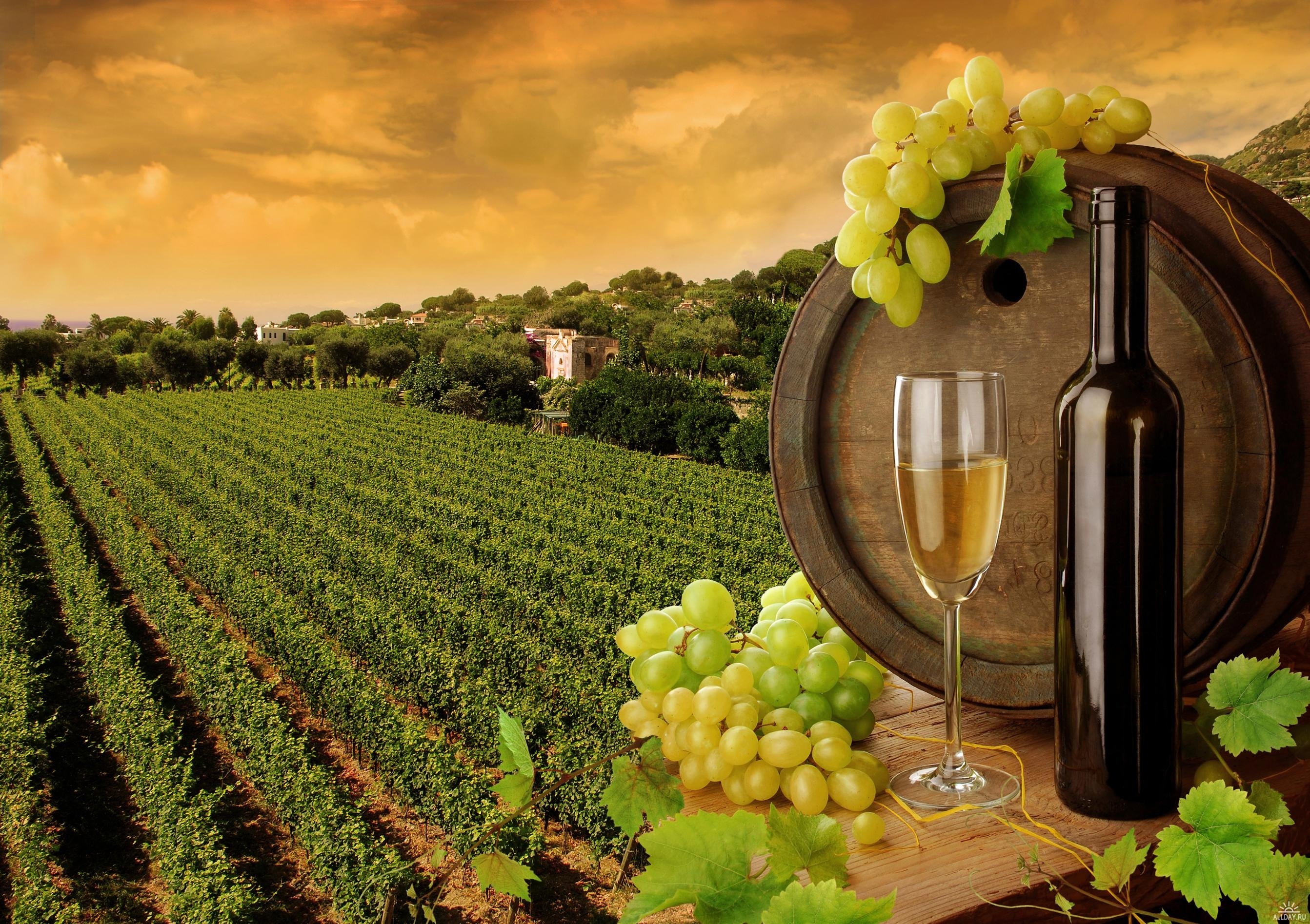 A scenic view of lush green vineyards with grape vines, showcasing a beautiful landscape and hints of wine.