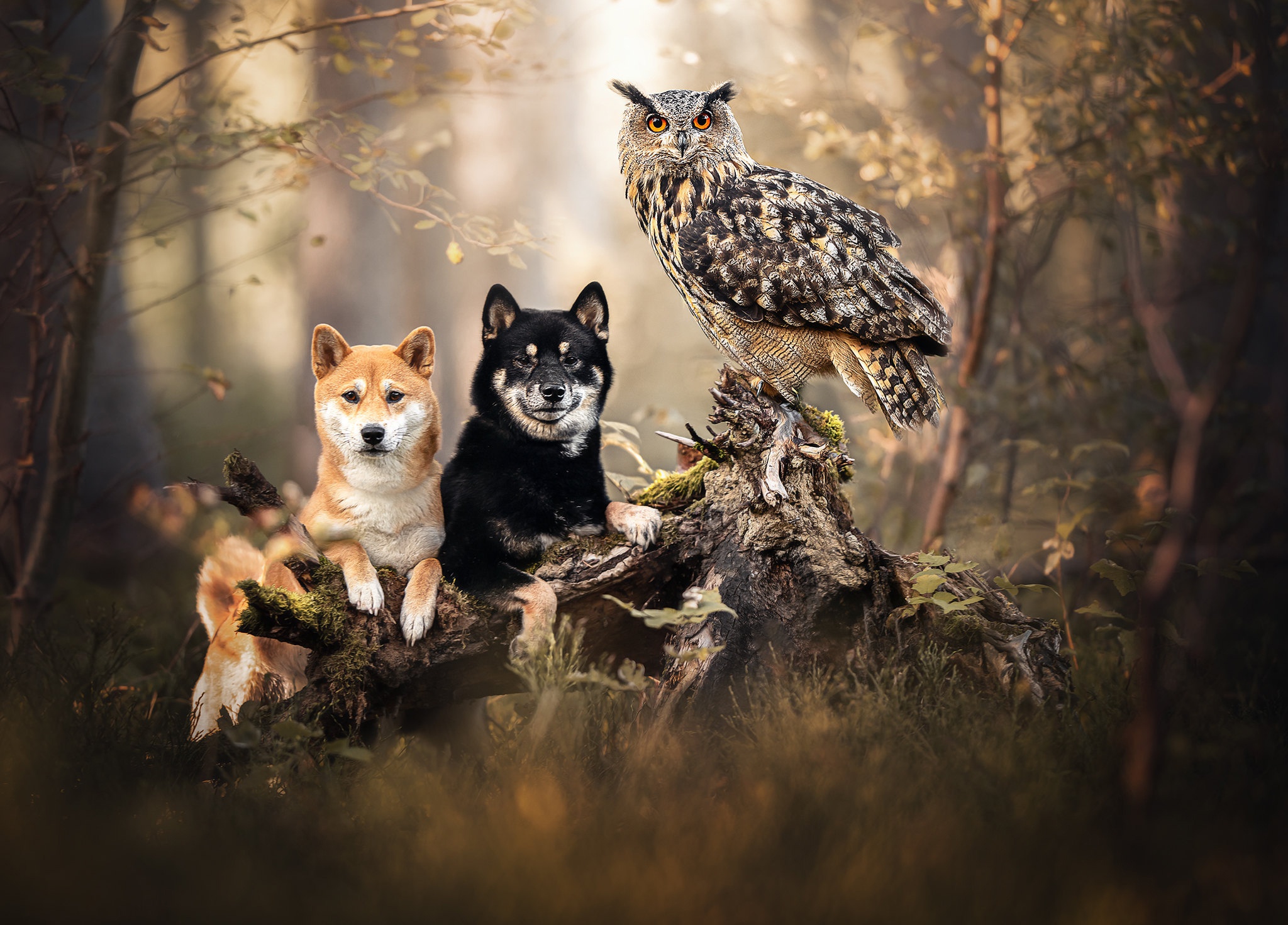 Animal Cute HD Wallpaper | Background Image