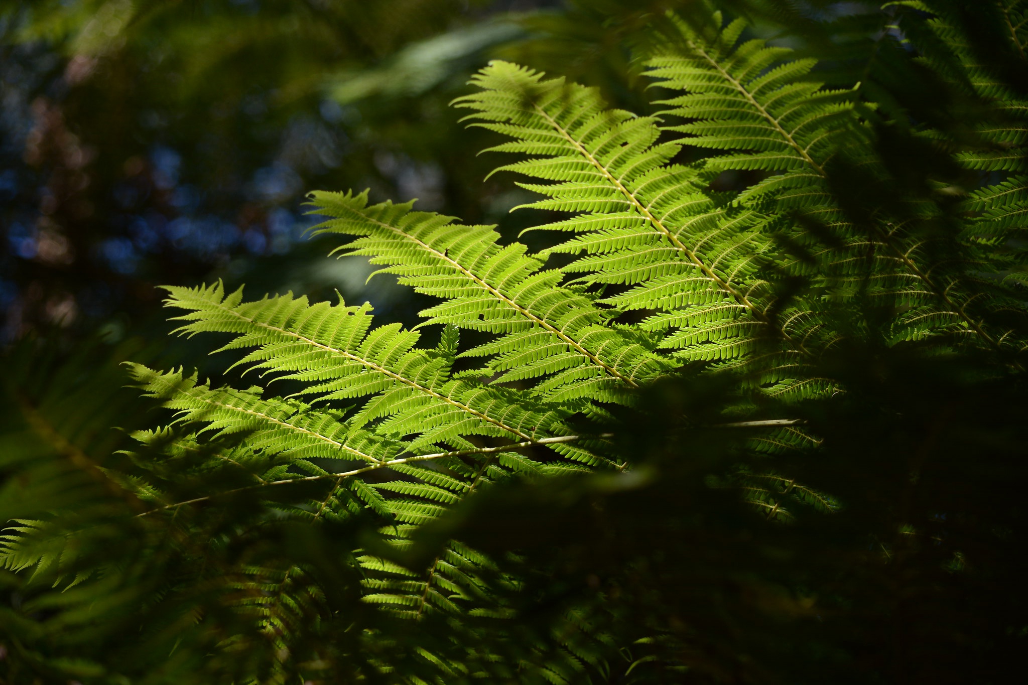 Download Greenery Leaf Nature Macro Fern HD Wallpaper