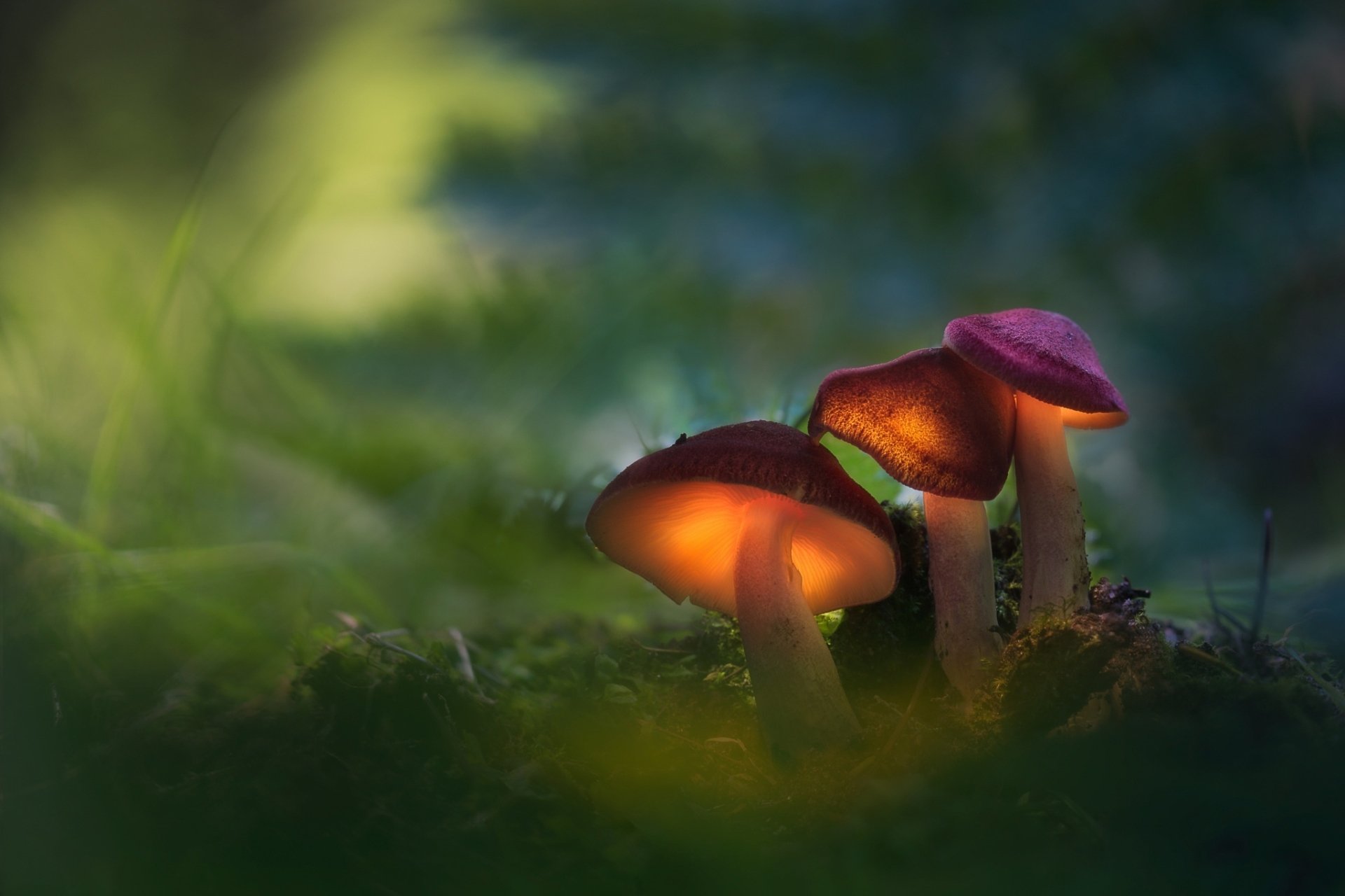 Nature Mushroom HD Wallpaper