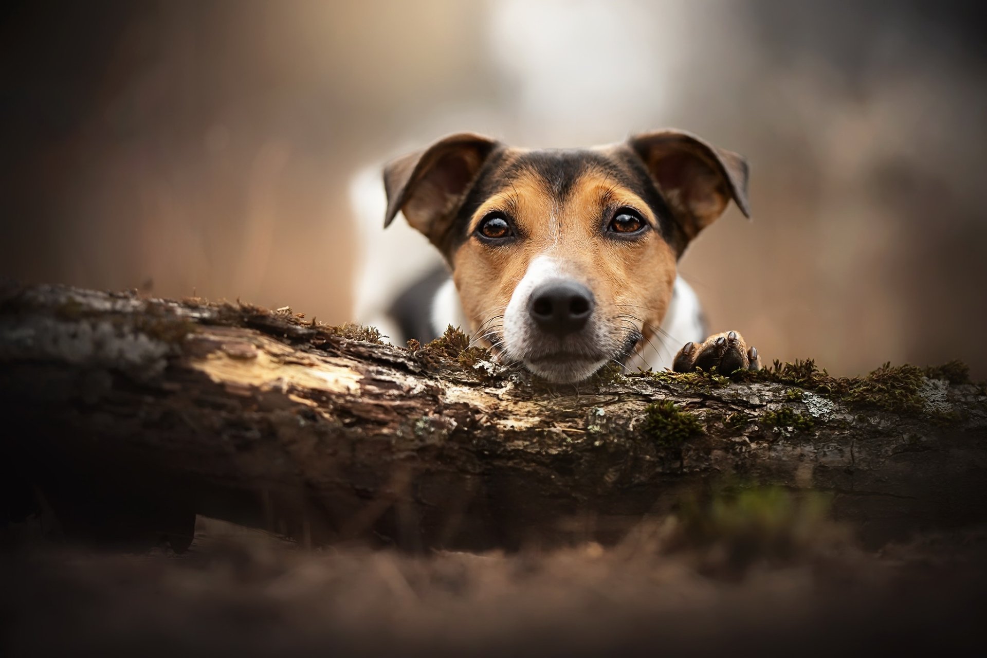 Download Stare Animal Dog HD Wallpaper | 2048x1365 | Wallpaper Abyss