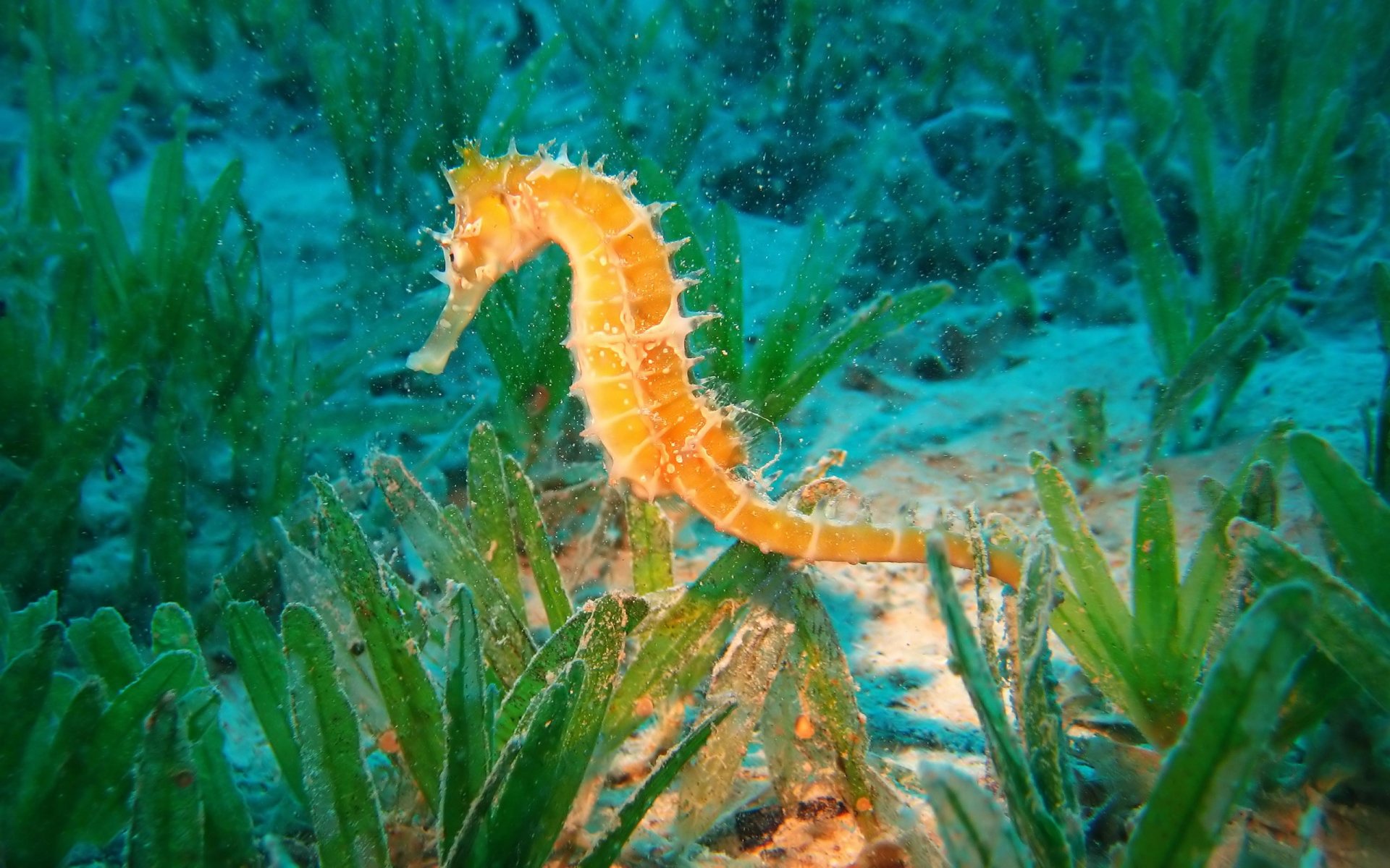 Seahorse HD wallpapers  Pxfuel