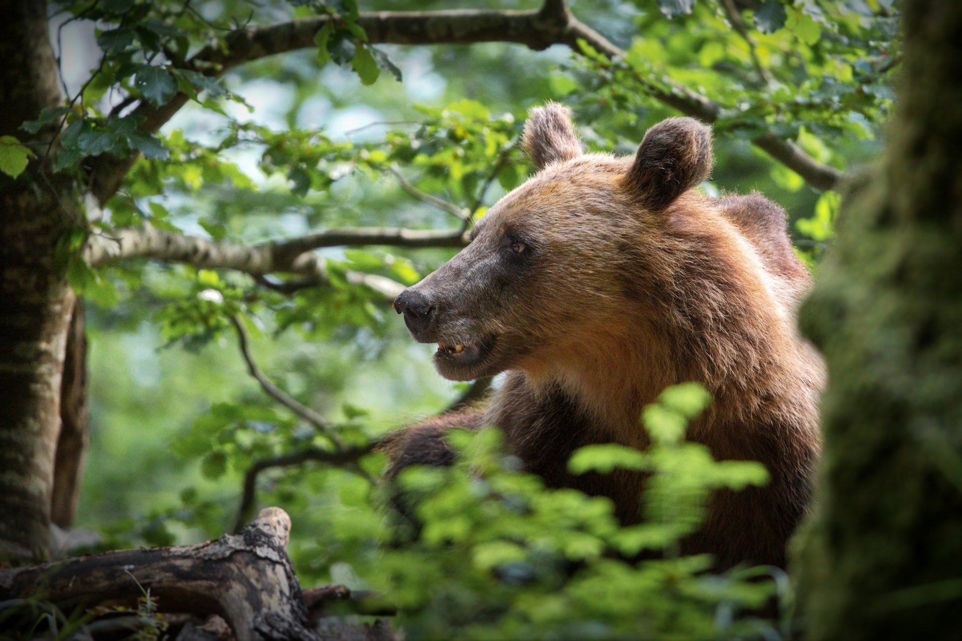 Download Animal Bear HD Wallpaper by Alexander Perov