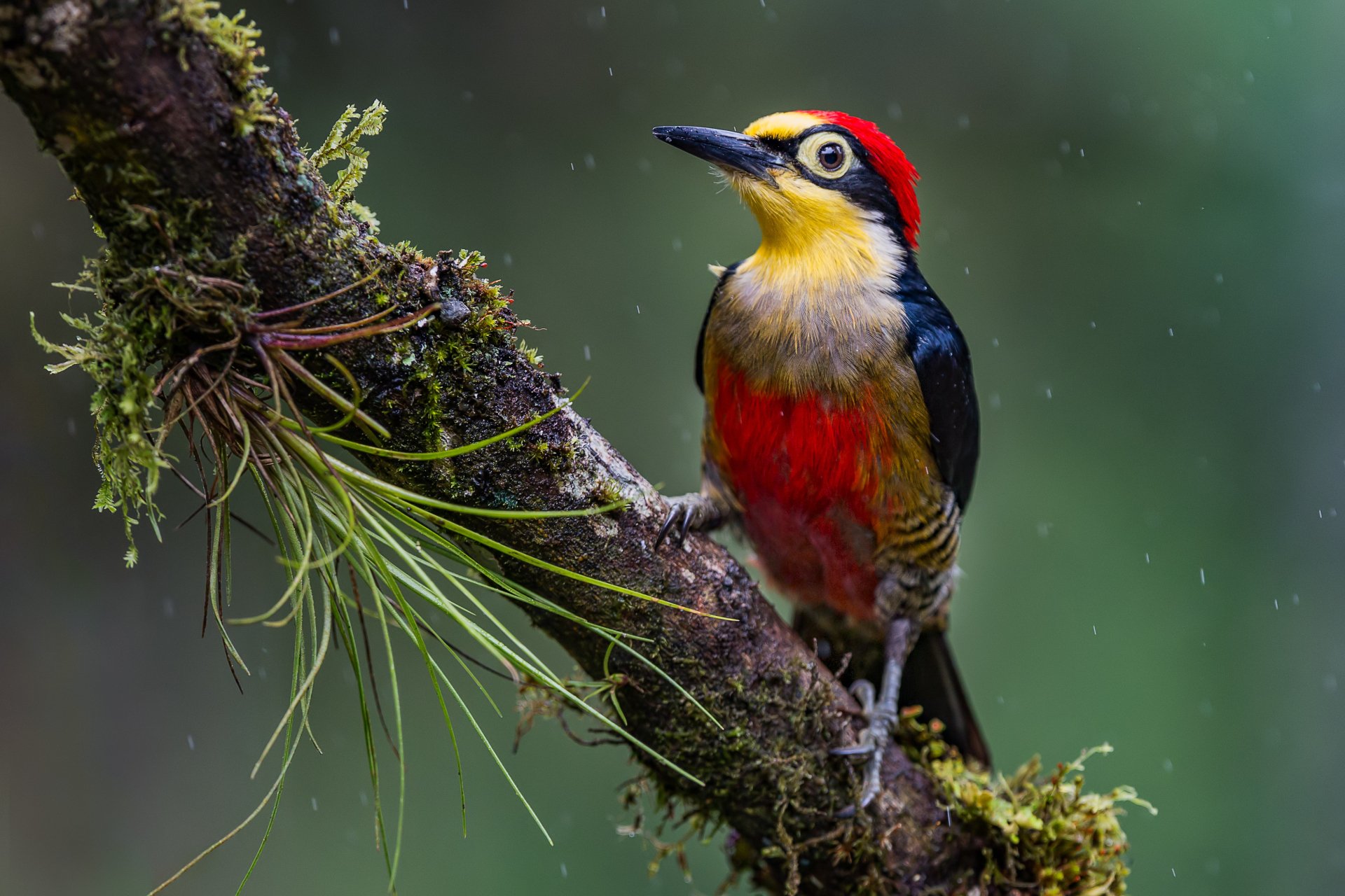 Download Bird Animal Woodpecker HD Wallpaper
