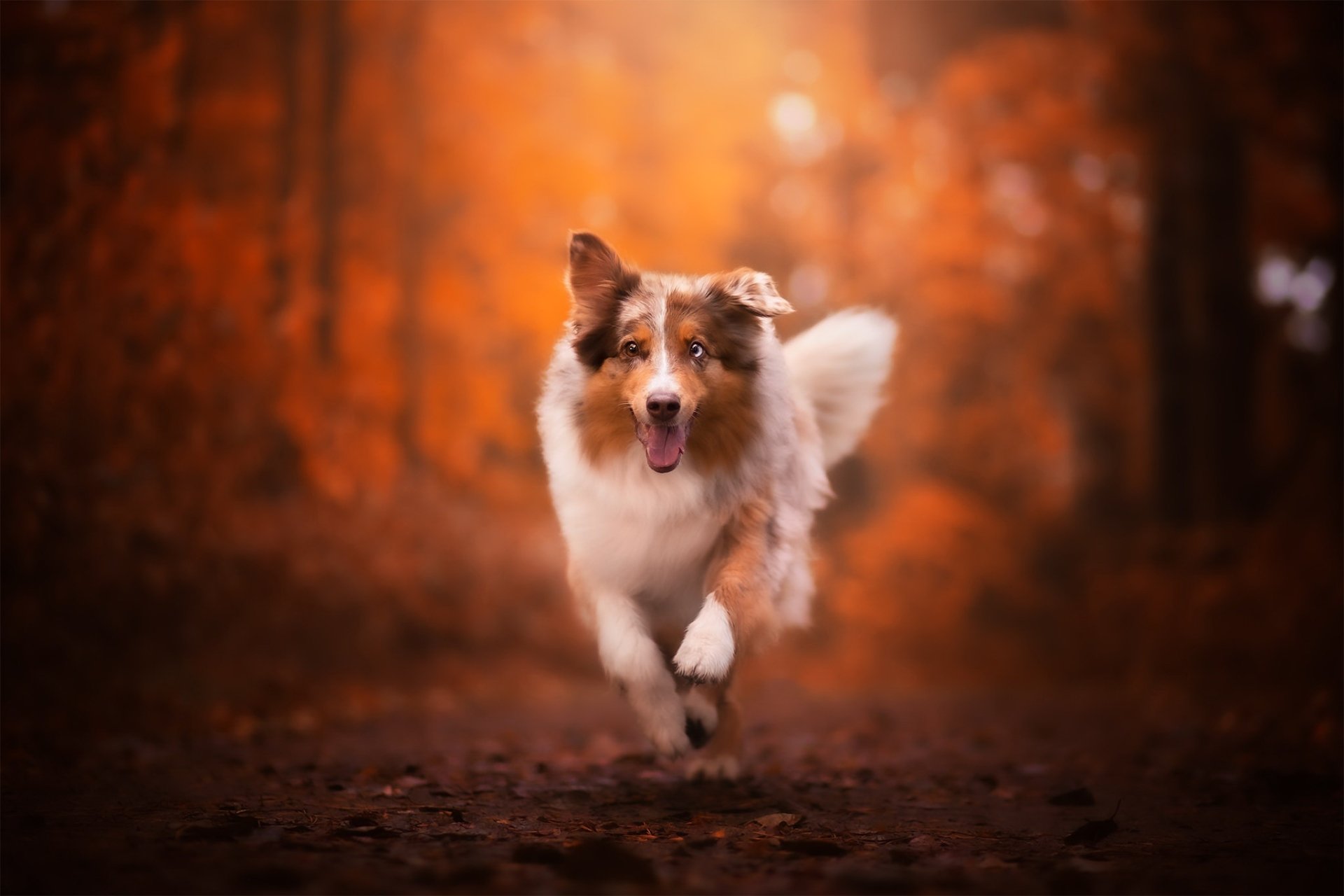 Download Australian Shepherd Depth Of Field Animal Dog HD Wallpaper by Ilona Mikkonen