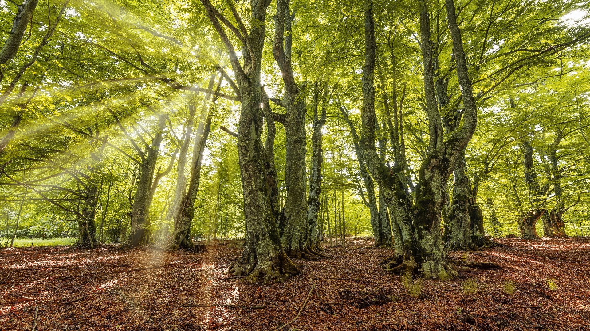 Sunlit Forest Grove — 4K Ultra HD Nature Wallpaper | 3840x2160 ...