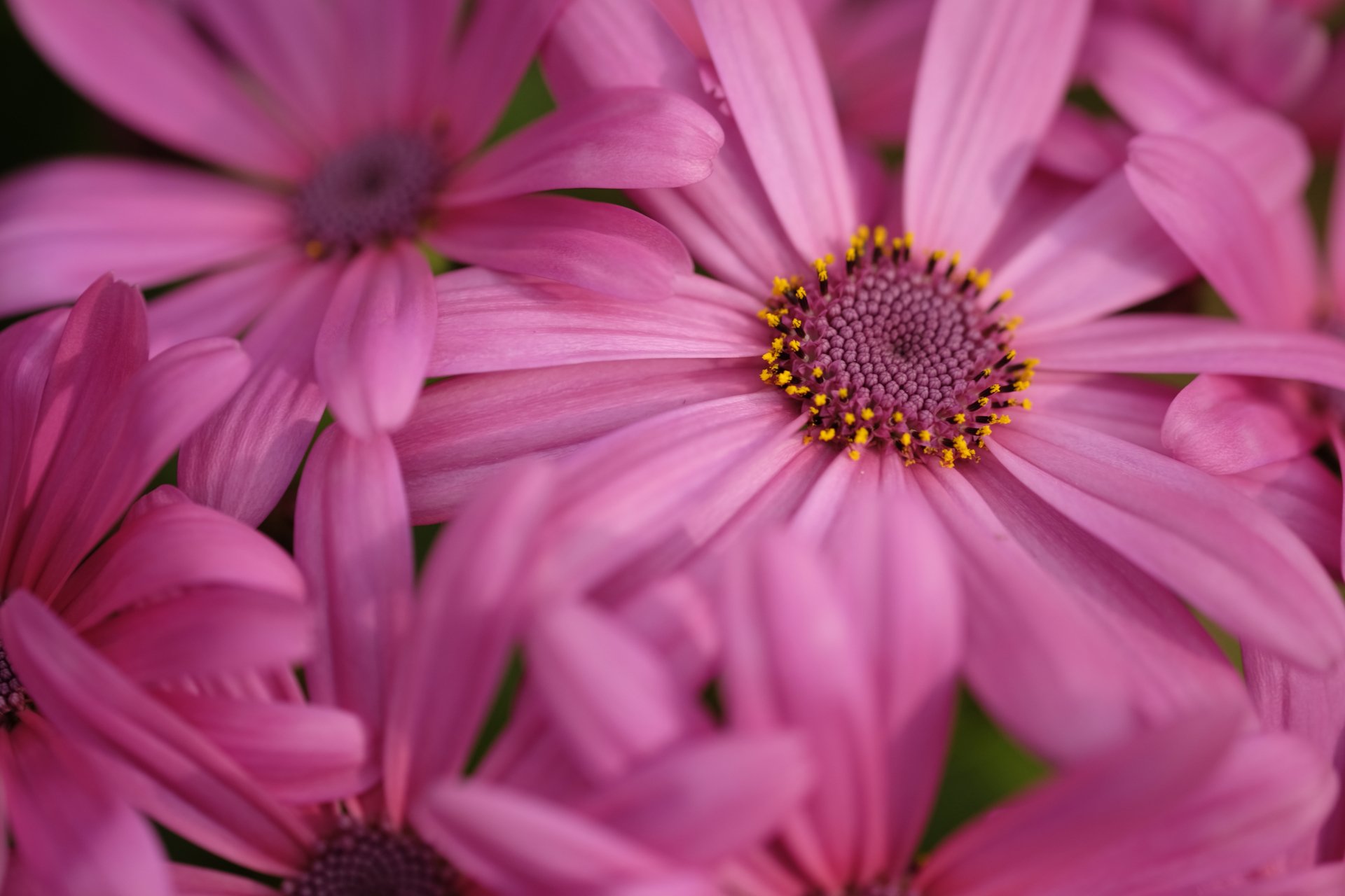 Nature African Daisy 4k Ultra HD Wallpaper