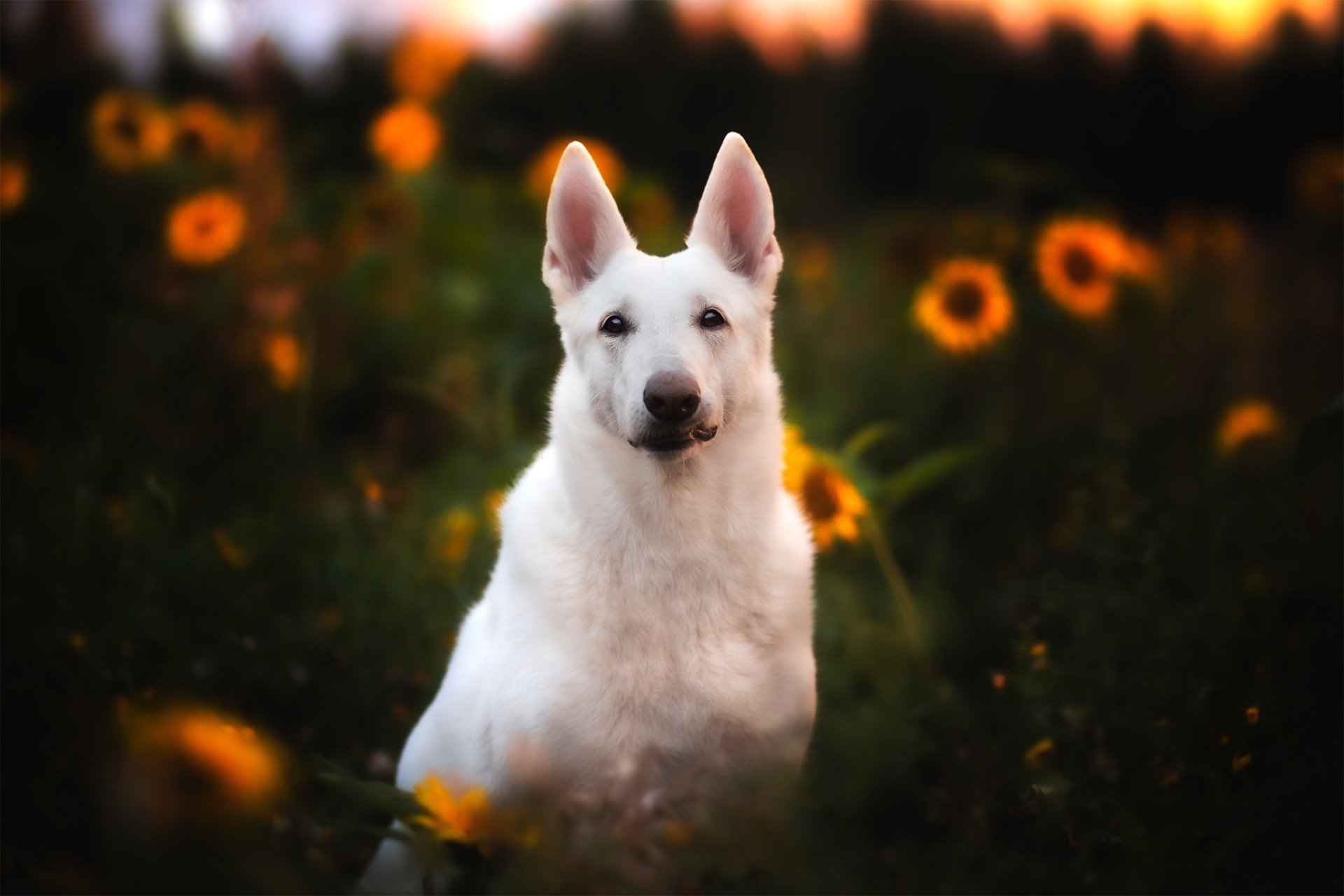 Download Dog Animal White Shepherd HD Wallpaper