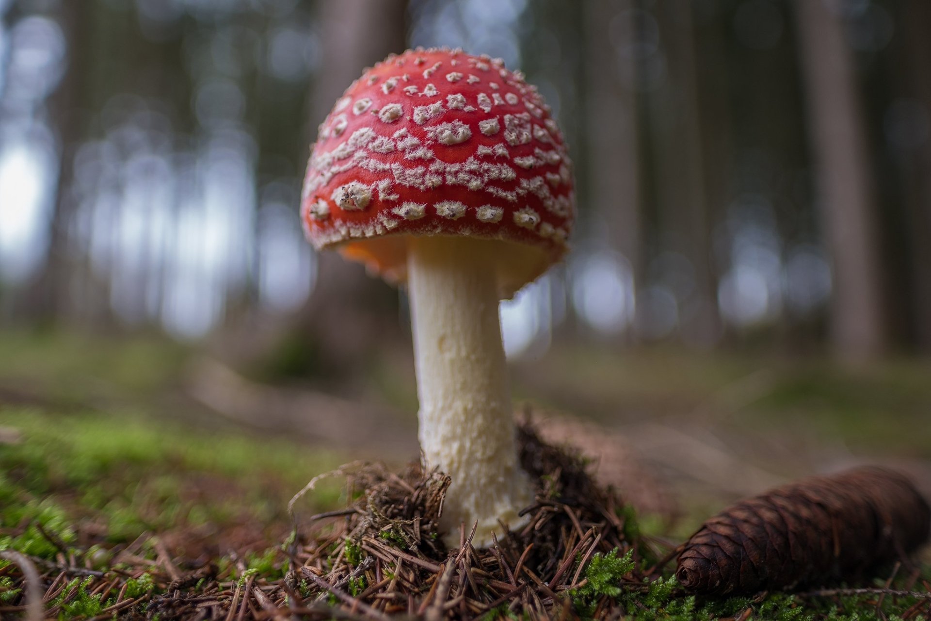 Download Nature Mushroom HD Wallpaper