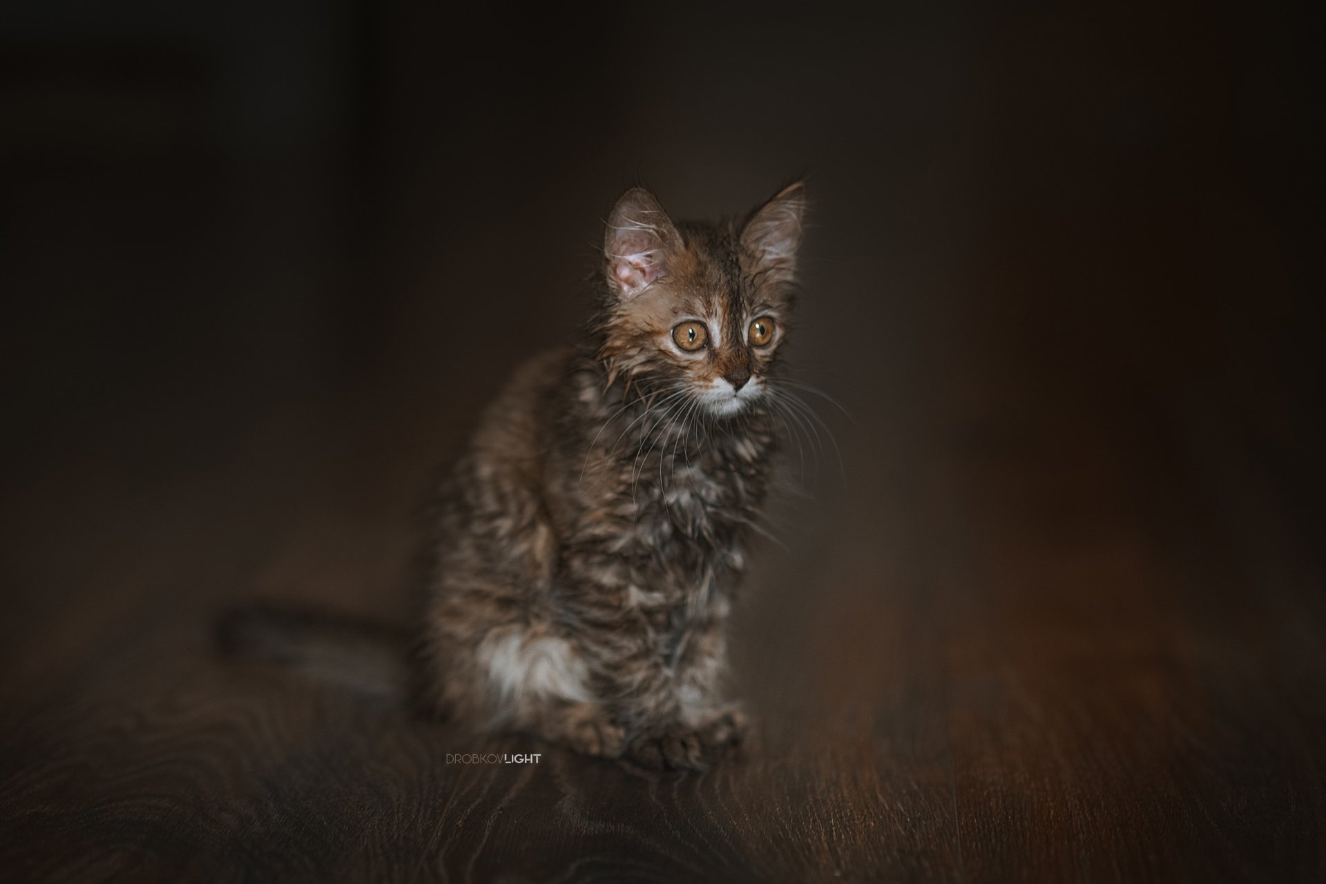 Download Kitten Animal Cat HD Wallpaper by Alexander Drobkov-Light