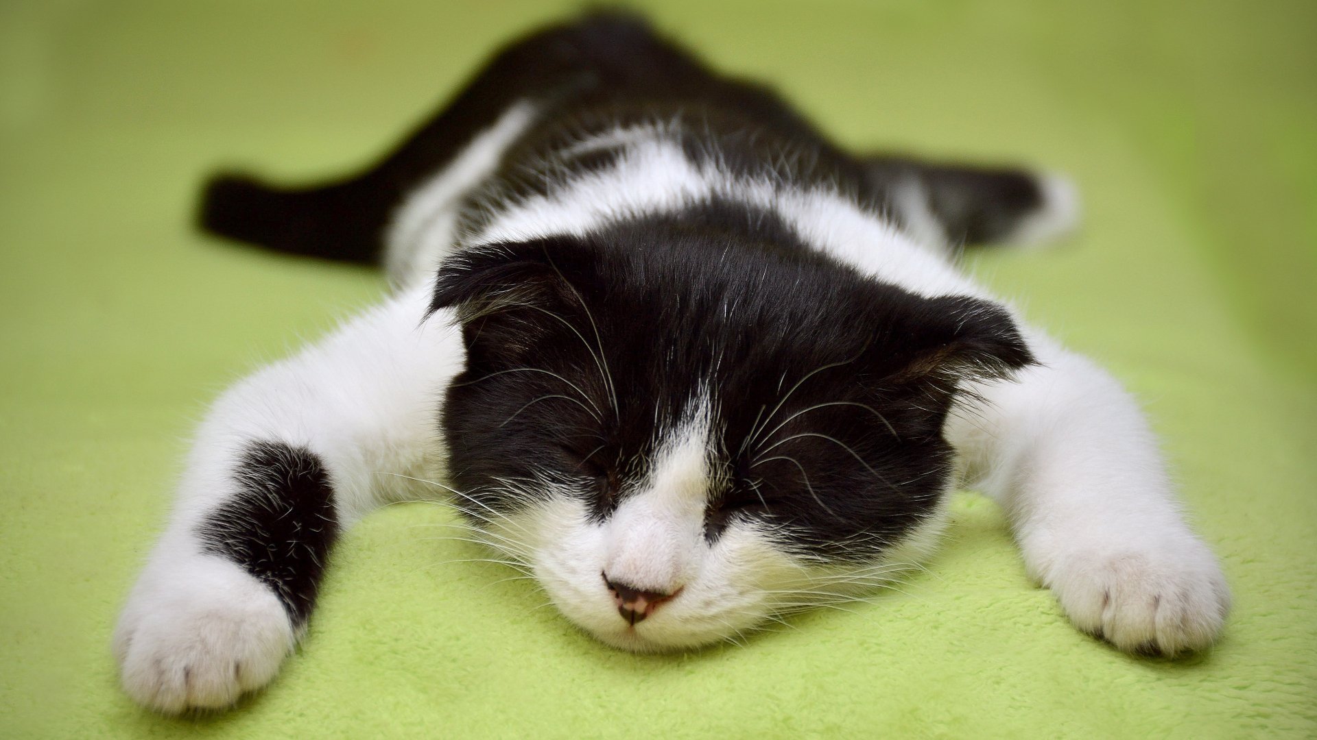 Download Kitten Baby Animal Animal Cat 4k Ultra HD Wallpaper