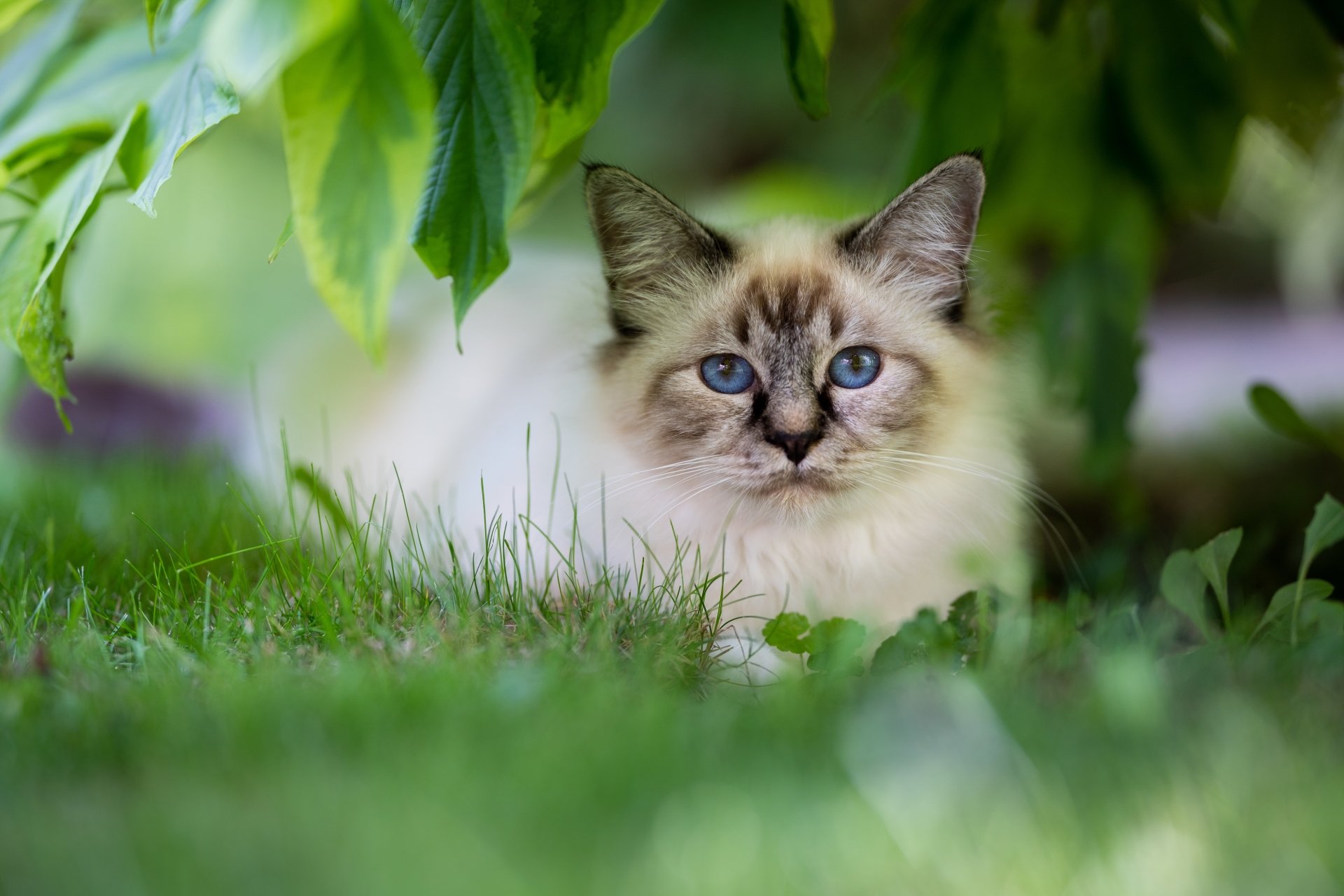 Download Ragdoll Animal Cat 4k Ultra HD Wallpaper
