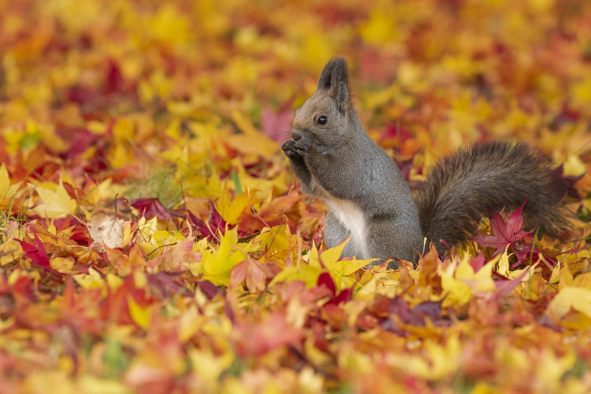Download Rodent Fall Animal Squirrel HD Wallpaper