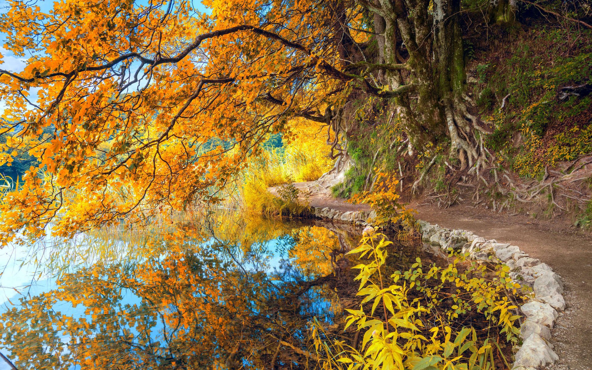 Download Reflection Tree Lake Nature Fall HD Wallpaper | 1920x1200 ...