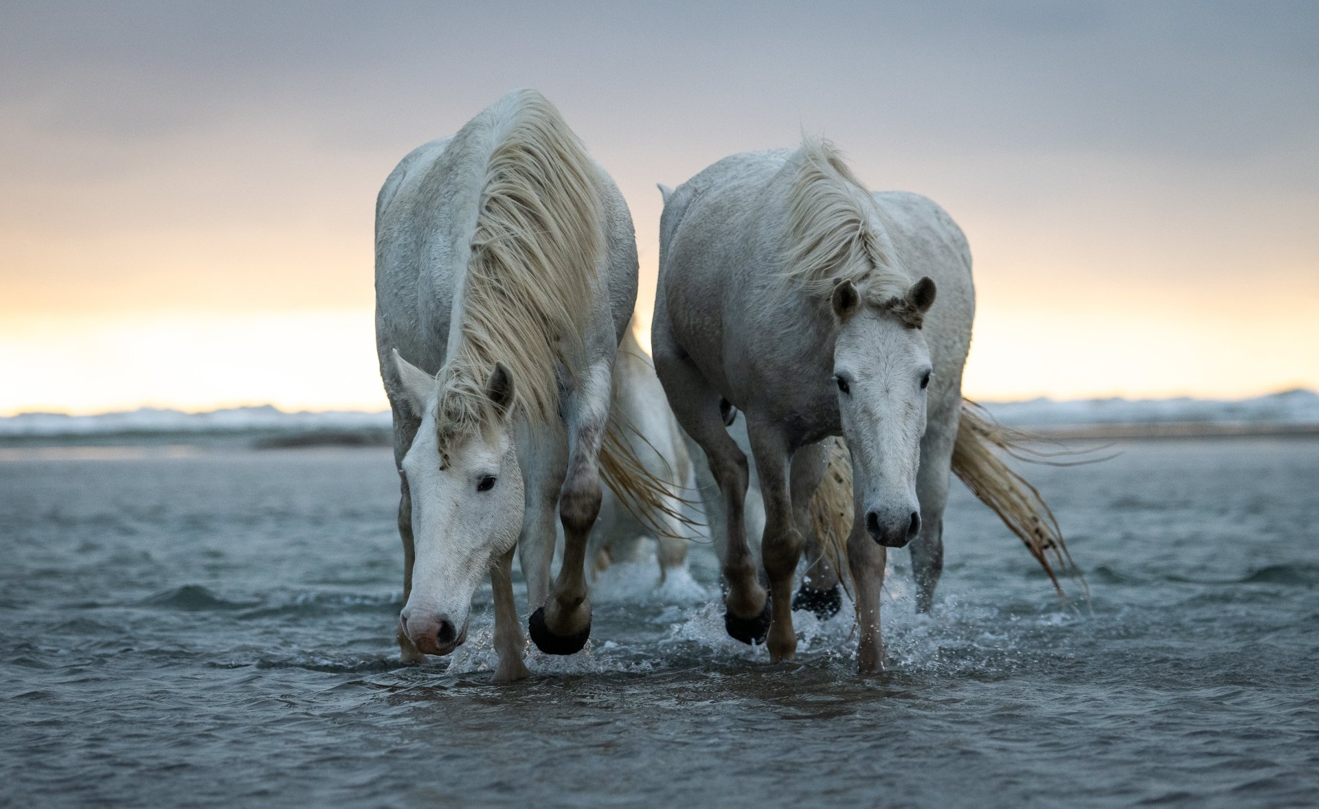 Two white horses walking through shallow water at sunset, captured in stunning 4K Ultra HD as a PC desktop wallpaper and background.