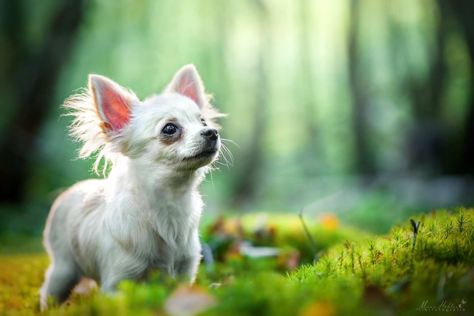 2K Quad HD PC desktop wallpaper: white long‑haired chihuahua dog standing on moss in a sunlit forest with soft bokeh background.