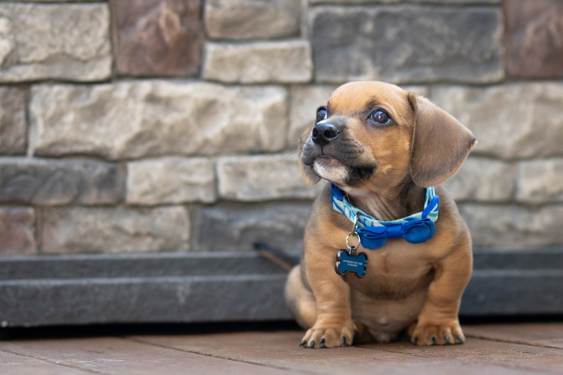 Download Baby Animal Collar Dog Animal Puppy HD Wallpaper