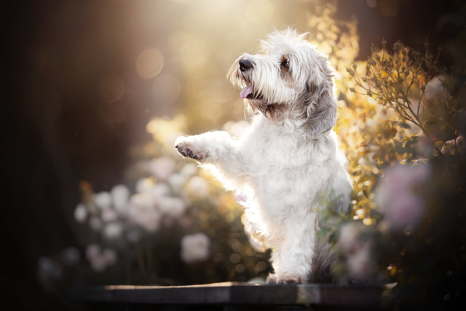 Download Depth Of Field Paw Animal Dog HD Wallpaper