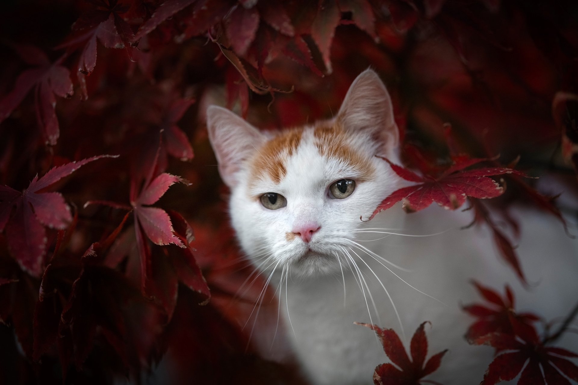 Download Animal Cat HD Wallpaper