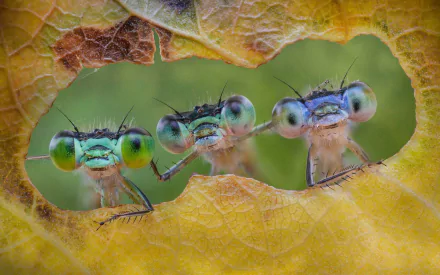 macro Animal dragonfly HD Desktop Wallpaper | Background Image
