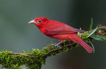  Summer tanager