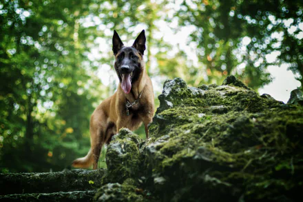 Malinois bokeh dog german shepherd Animal belgian shepherd HD Desktop Wallpaper | Background Image