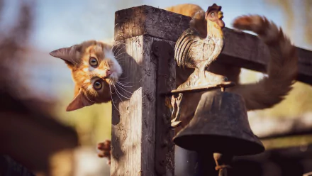 bell Animal cat HD Desktop Wallpaper | Background Image