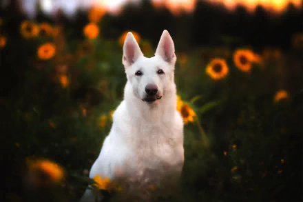 dog Animal White Shepherd HD Desktop Wallpaper | Background Image