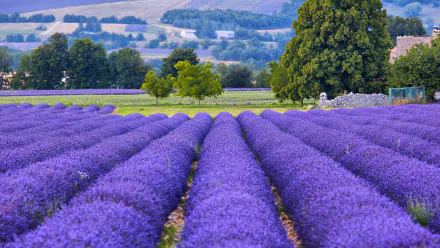 nature field provence France lavender HD Desktop Wallpaper | Background Image