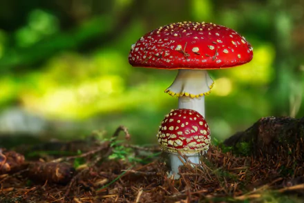 nature mushroom HD Desktop Wallpaper | Background Image
