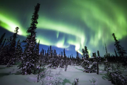 denali national park Alaska spruce snow forest winter nature aurora borealis HD Desktop Wallpaper | Background Image