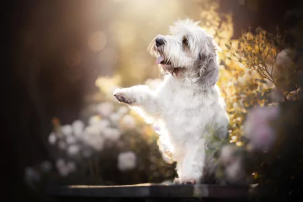 depth of field paw Animal dog HD Desktop Wallpaper | Background Image